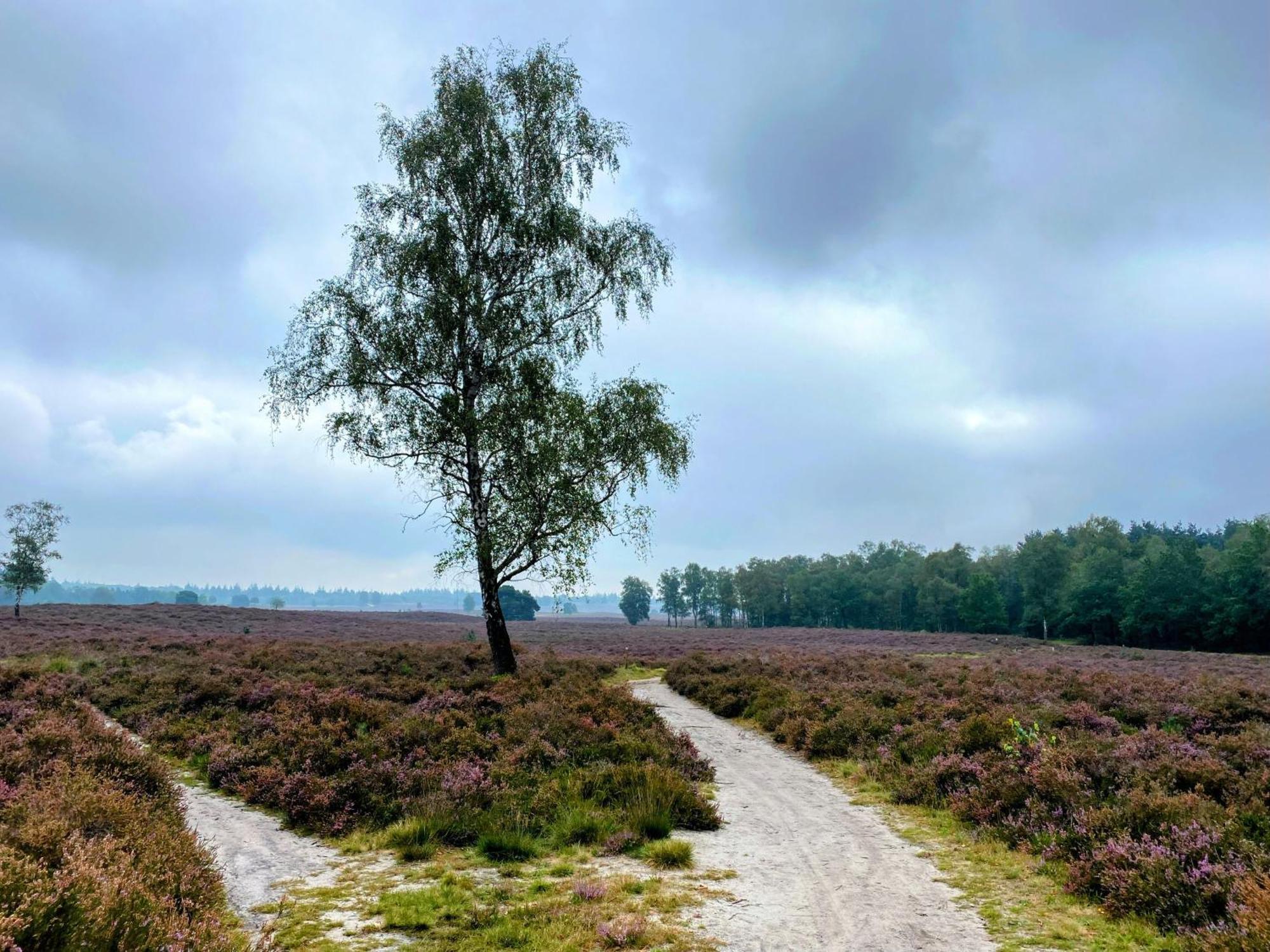Huisje Aan De Bosrand - Veluwe Epe Bagian luar foto