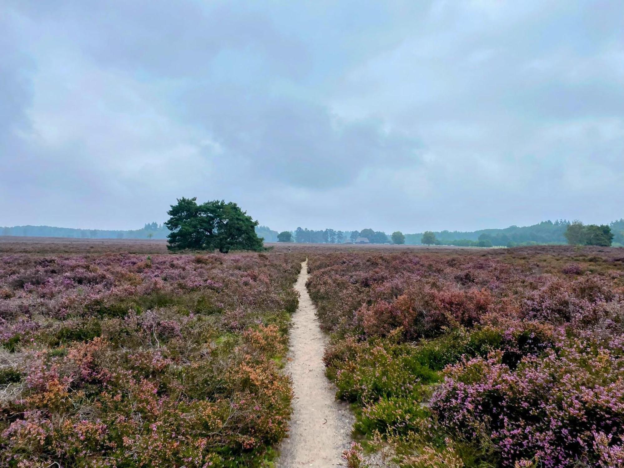 Huisje Aan De Bosrand - Veluwe Epe Bagian luar foto