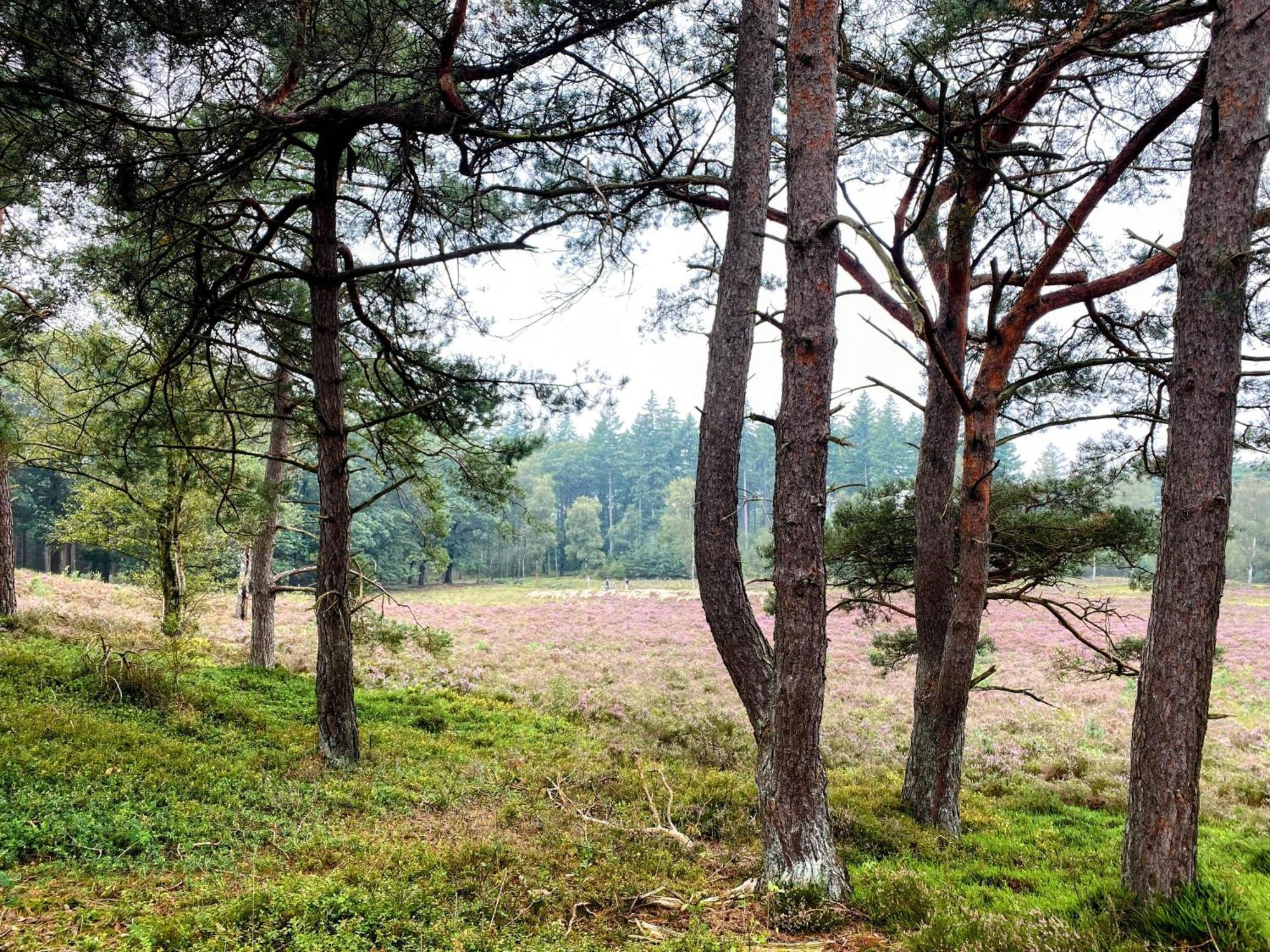 Huisje Aan De Bosrand - Veluwe Epe Bagian luar foto